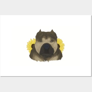 Sable American Bully with Sunflowers Posters and Art